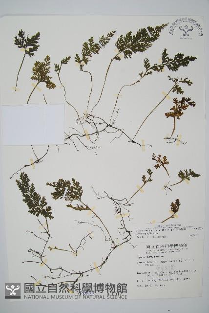 南海瓶蕨藏品圖，第1張