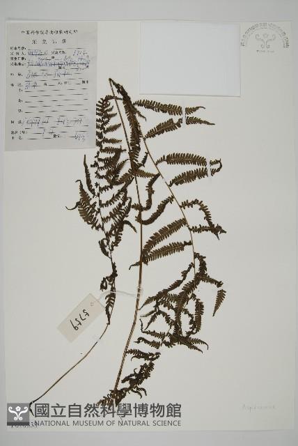 登錄號:P010533藏品圖，第1張