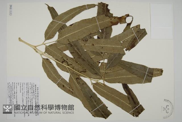 日本鳳丫蕨藏品圖，第1張