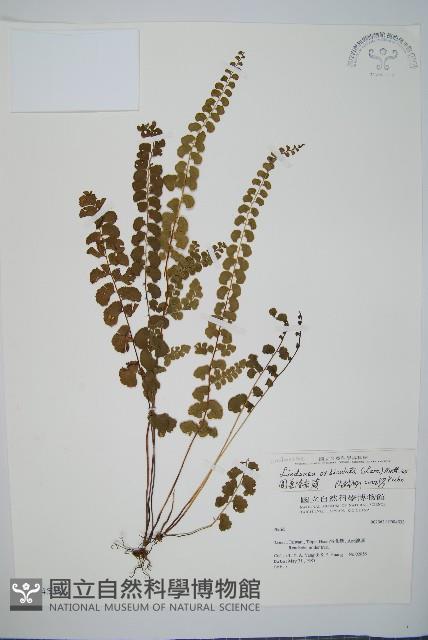 圓葉陵齒蕨藏品圖，第1張