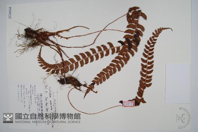 軟骨耳蕨藏品圖，第1張