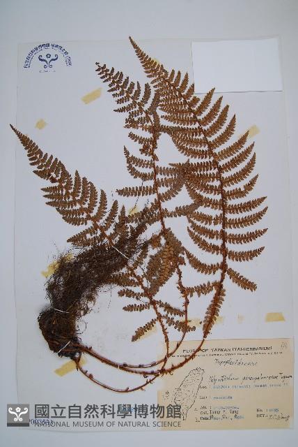 黑鱗耳蕨藏品圖，第1張