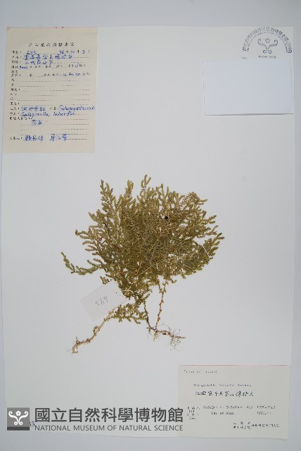 玉山卷柏藏品圖，第1張