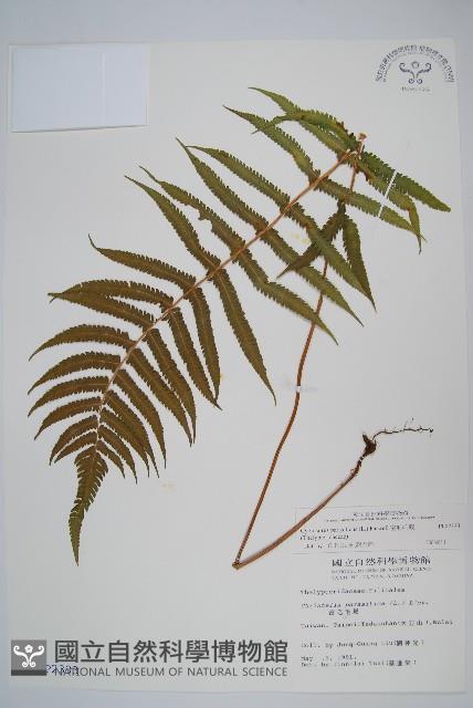 密毛毛蕨藏品圖，第1張