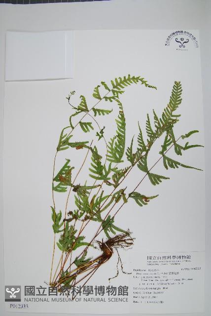 半邊羽裂鳳尾蕨藏品圖，第1張