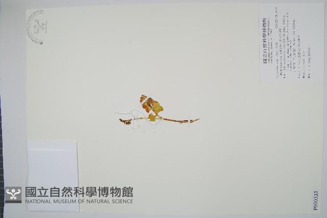 扇羽陰地蕨藏品圖，第1張