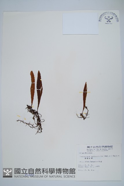 柳葉劍蕨藏品圖，第1張