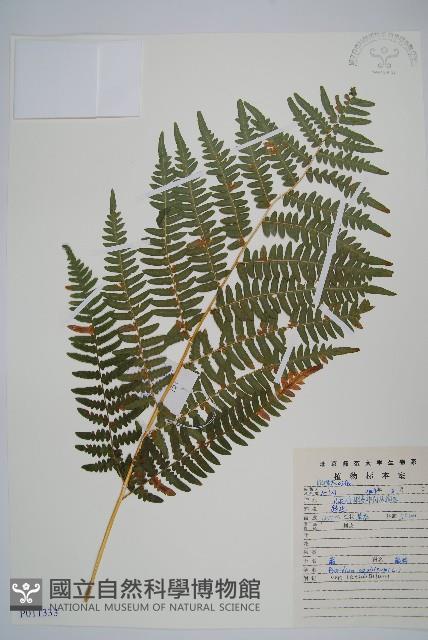 蕨藏品圖，第1張