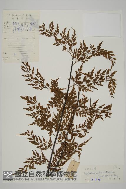 大黑柄鐵角蕨、黃鱗鐵角蕨、大羽鐵角蕨藏品圖，第1張