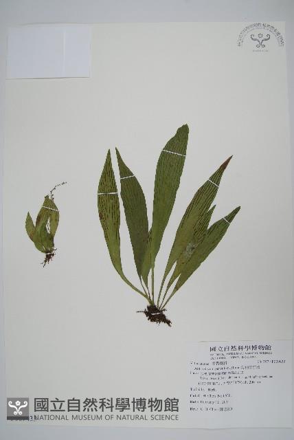 無柄車前蕨、小車前蕨藏品圖，第1張