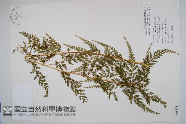 烏蕨藏品圖，第1張