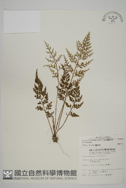 骨碎補鐵角蕨藏品圖，第1張