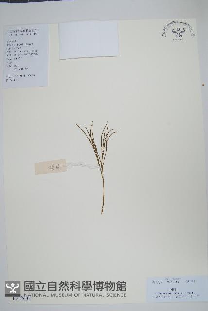 松葉蕨藏品圖，第1張