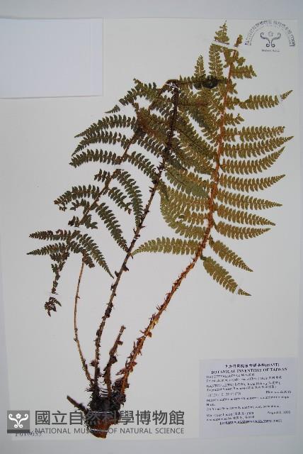 黑鱗耳蕨藏品圖，第1張