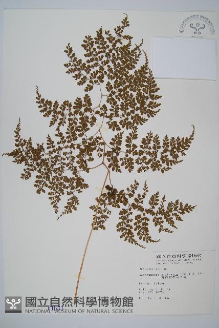 彎柄假複葉耳蕨藏品圖，第1張