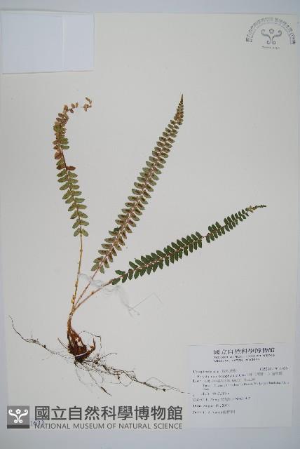 擬芽孢耳蕨藏品圖，第1張