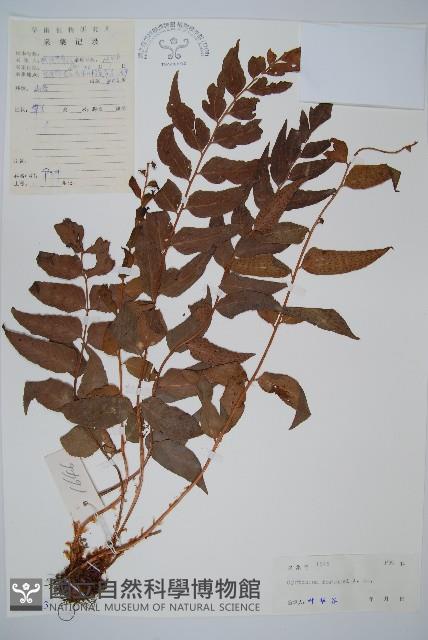 貫眾蕨藏品圖，第1張