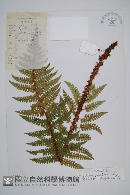 雞足山耳蕨藏品圖，第1張