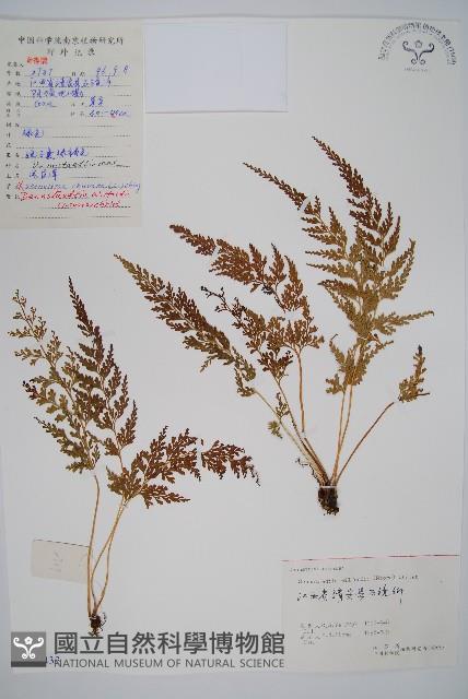 溪洞碗蕨藏品圖，第1張