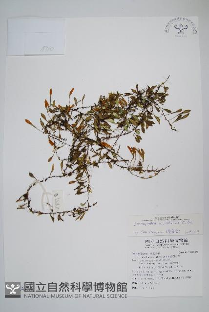 抱樹蕨、伏石蕨藏品圖，第1張