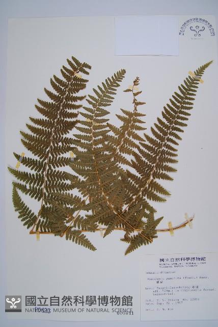 姬蕨藏品圖，第1張