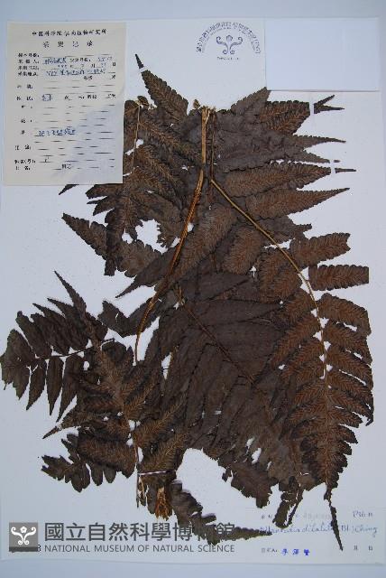 毛柄短腸蕨藏品圖，第1張