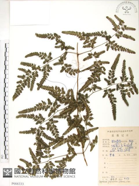 海金沙藏品圖，第1張