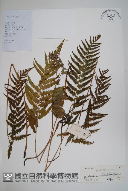 鐮形假毛蕨藏品圖，第1張