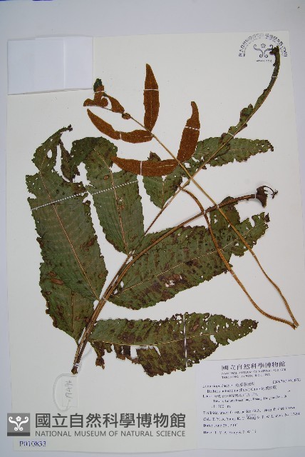 尾葉實蕨藏品圖，第1張