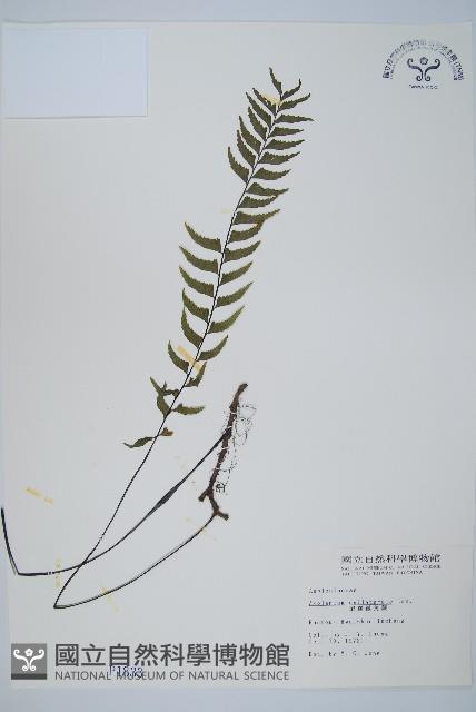 單邊鐵角蕨藏品圖，第1張