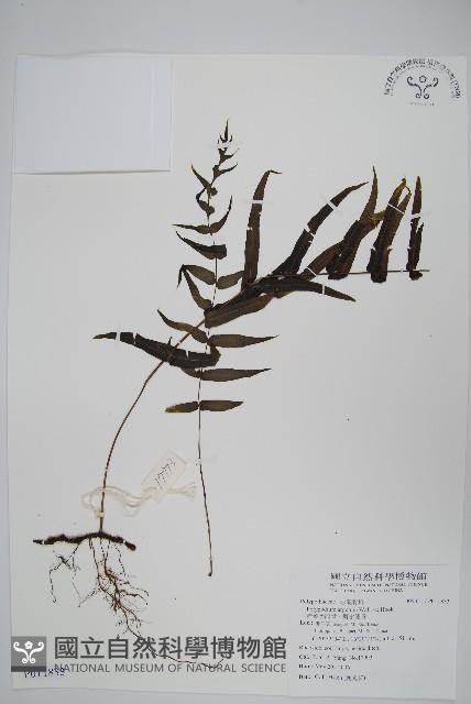 箭葉水龍骨、擬水龍骨藏品圖，第1張