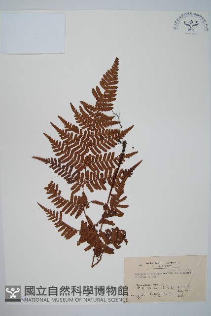 登錄號:P005833藏品圖，第1張