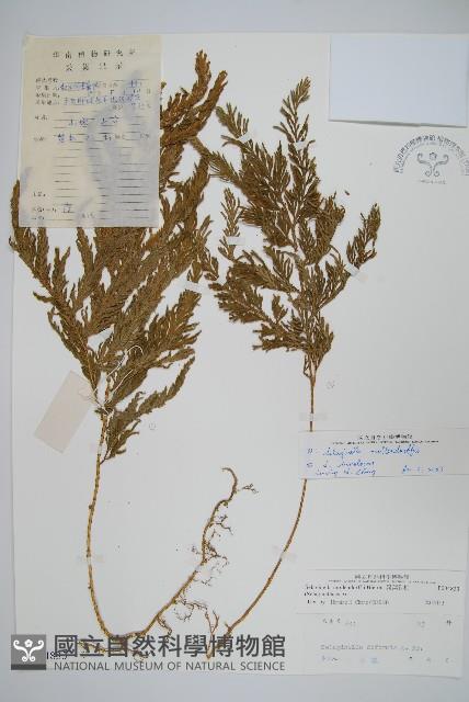 異葉卷柏藏品圖，第1張