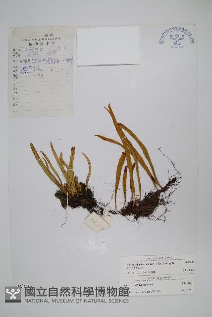 瓦葦藏品圖，第1張