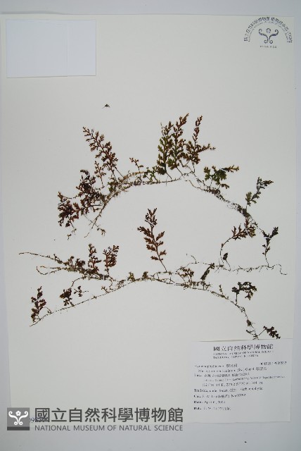 厚壁蕨藏品圖，第1張