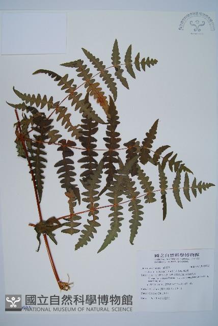 栗蕨藏品圖，第1張
