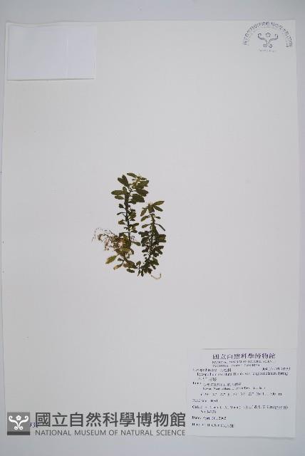 長柄千層塔藏品圖，第1張