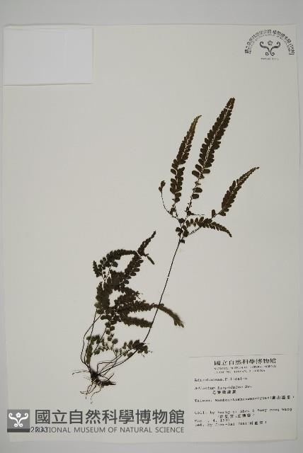 毛葉鐵線蕨藏品圖，第1張