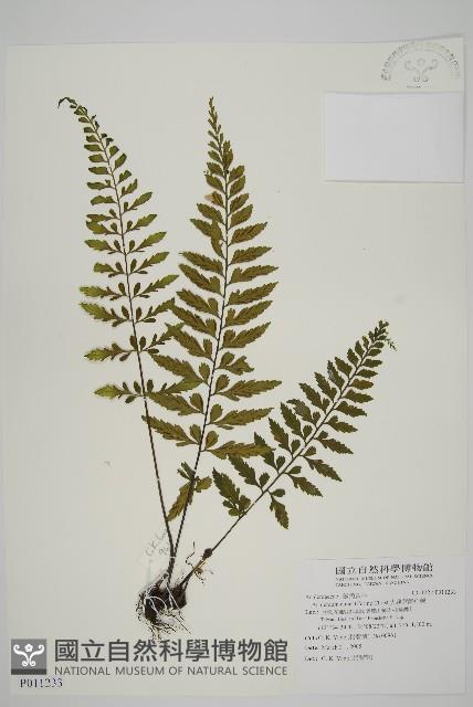 大蓬萊鐵角蕨藏品圖，第1張