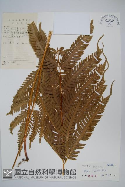 三角脈鳳尾蕨藏品圖，第1張