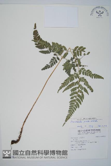 小葉複葉耳蕨藏品圖，第1張