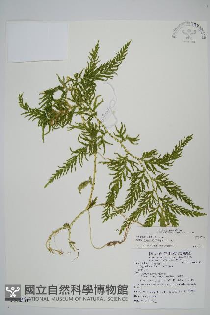 全緣卷柏藏品圖，第1張