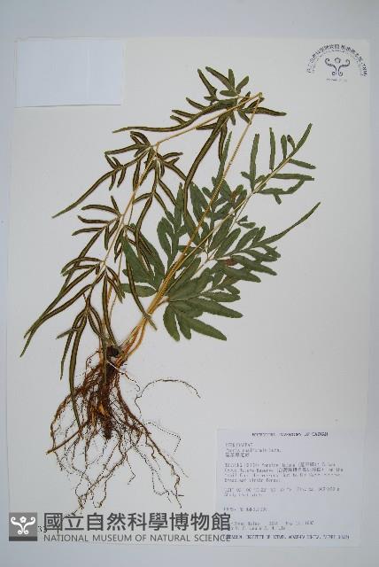 Sword brake Collection Image, Figure 1, Total 2 Figures