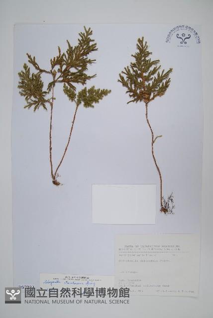 擬密葉卷柏藏品圖，第1張