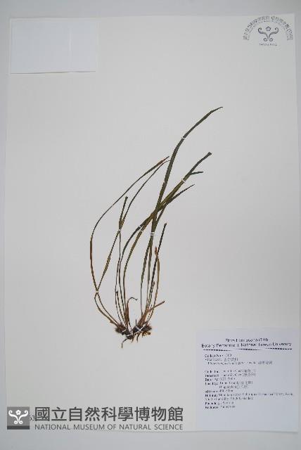 姬書帶蕨藏品圖，第1張