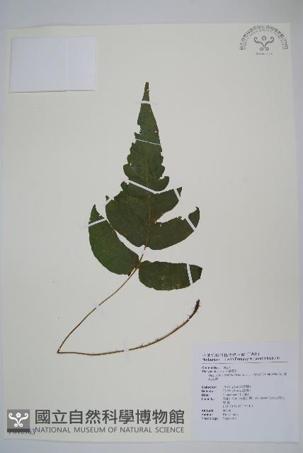 威氏聖蕨藏品圖，第1張