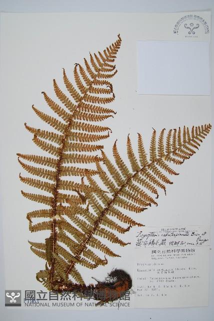 藏布鱗毛蕨藏品圖，第1張