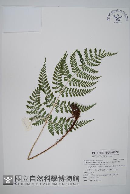 阿里山鱗毛蕨藏品圖，第1張