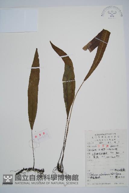 單葉雙蓋蕨藏品圖，第1張