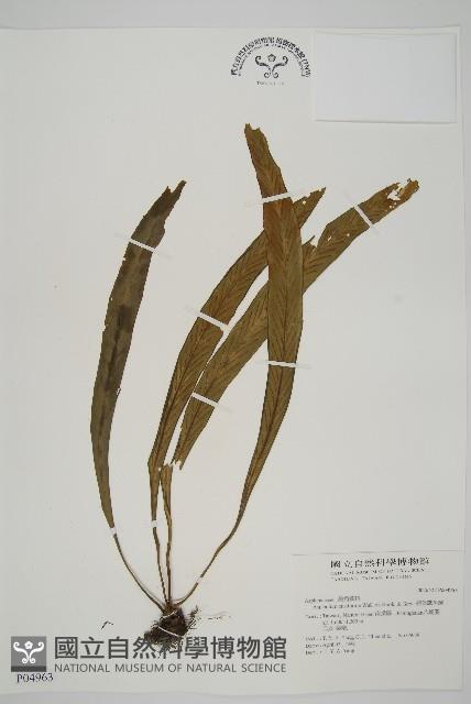 Accession Number:P004963 Collection Image, Figure 1, Total 5 Figures